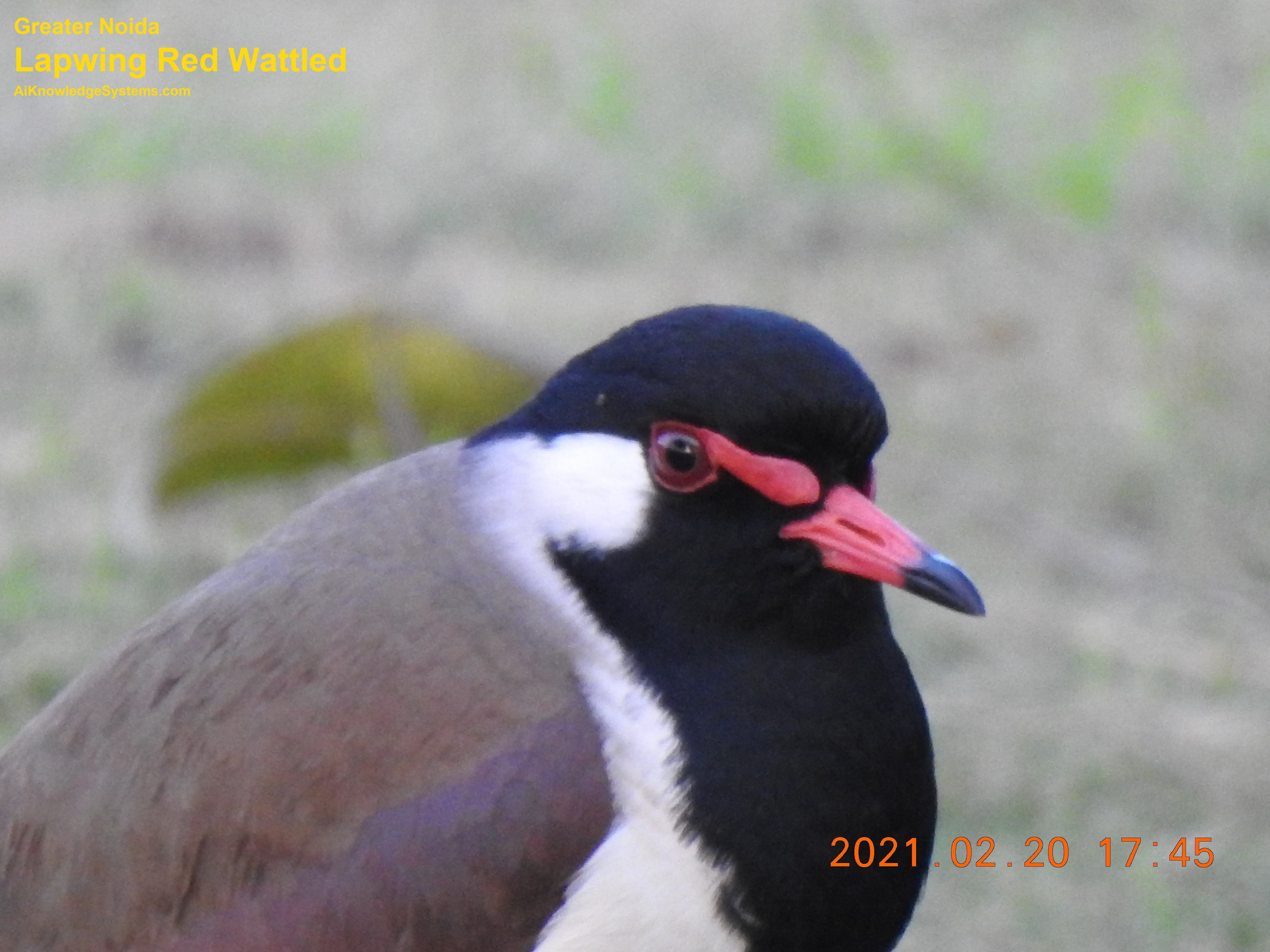 Lapwing Red Wattled (13) Coming Soon